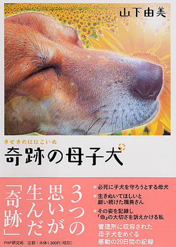 奇跡の母子犬