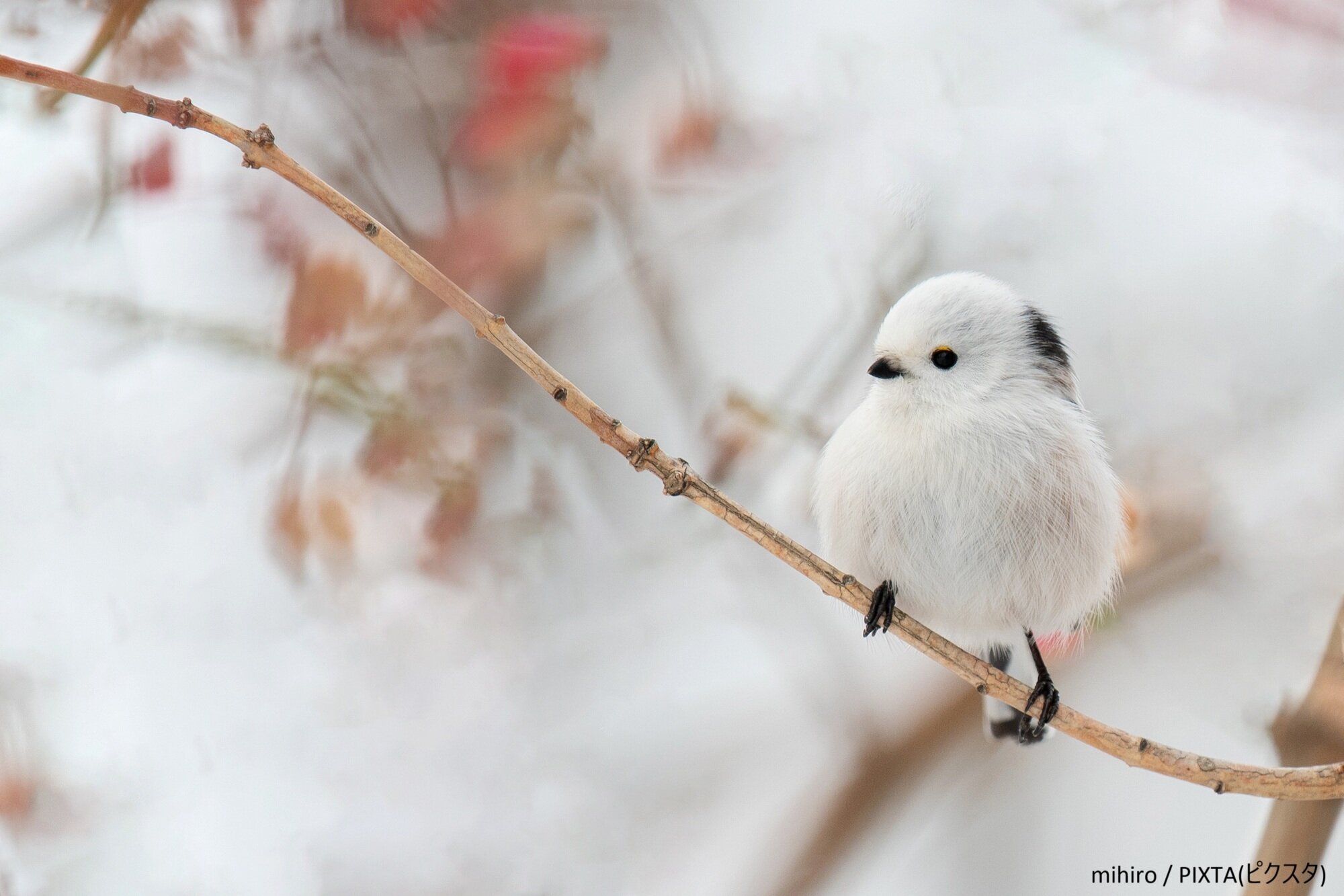 一本のわらしべ~1月の言葉